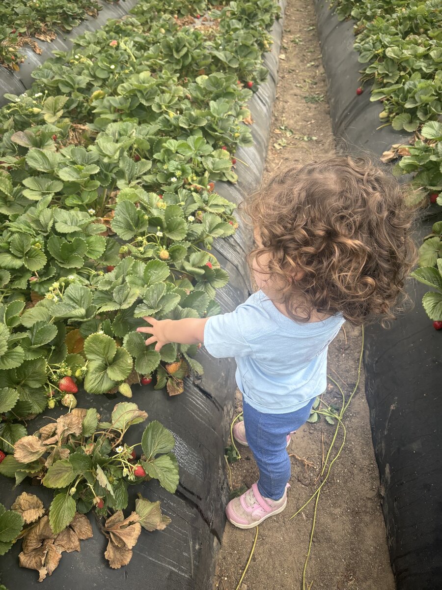 UPNS children and families enjoying a spring field trip at Underwood Family Farms.